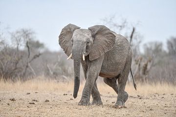 Elefant von Robert Styppa