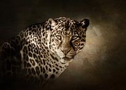 Leopard by Diana van Tankeren thumbnail