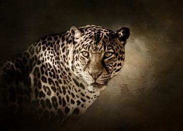 Leopard sur Diana van Tankeren