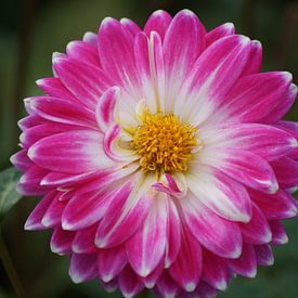 Roze dahlia bloesem van Karsten Mücke