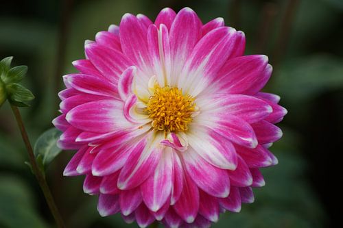 Pink dahlia blossom