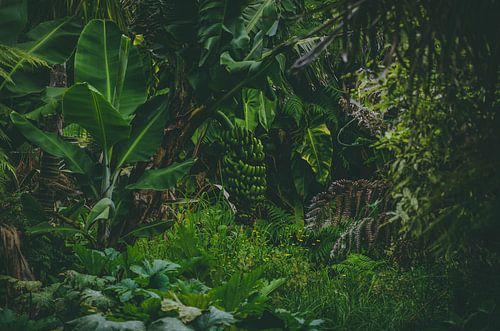 Jungle in europe, azores