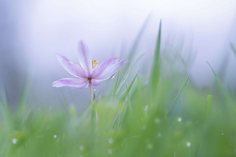 Wood anemone in the fresh grass by Arjan van Hekke