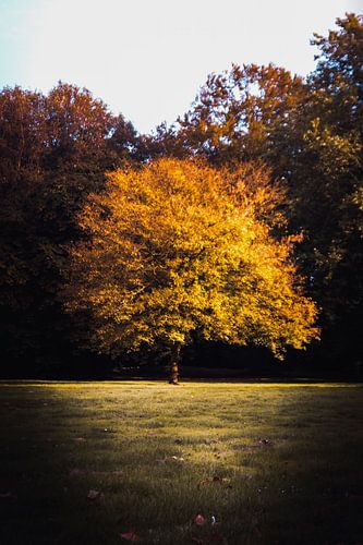 Boom bevangen door de herfstkleuren