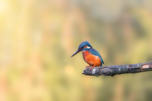 Een IJsvogeltje op een tak