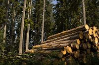 Les troncs d'arbres