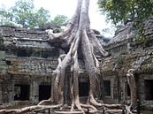 Tree growing through Angkor Thom par Daniel Chambers Aperçu