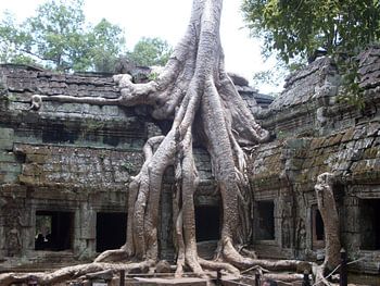 Tree growing through Angkor Thom