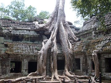 Tree growing through Angkor Thom van Daniel Chambers