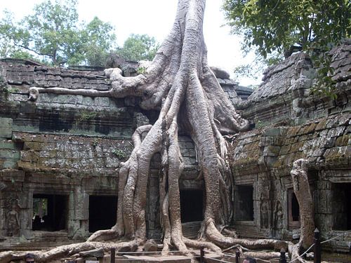 Tree growing through Angkor Thom
