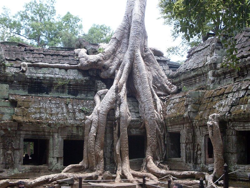 Tree growing through Angkor Thom par Daniel Chambers