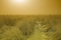Asperges onder een laag sneeuw