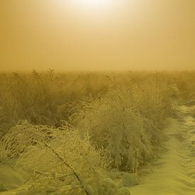 Asperges onder een laag sneeuw van Olaf Eckhardt