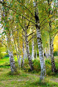 Herbstbirken