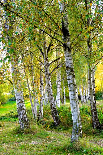 Fall birch