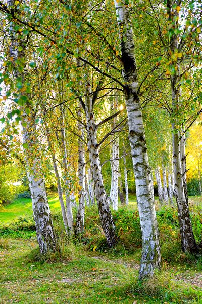Fall birch by Ostsee Bilder