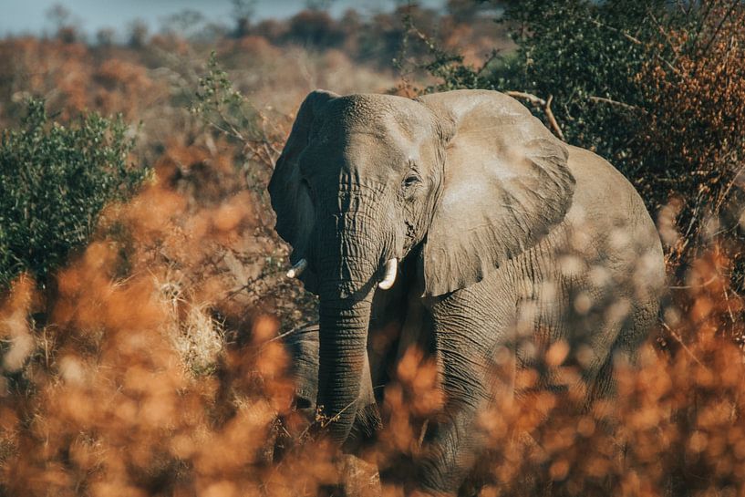 Mère éléphant dans la culture aride par Pepijn van der Putten