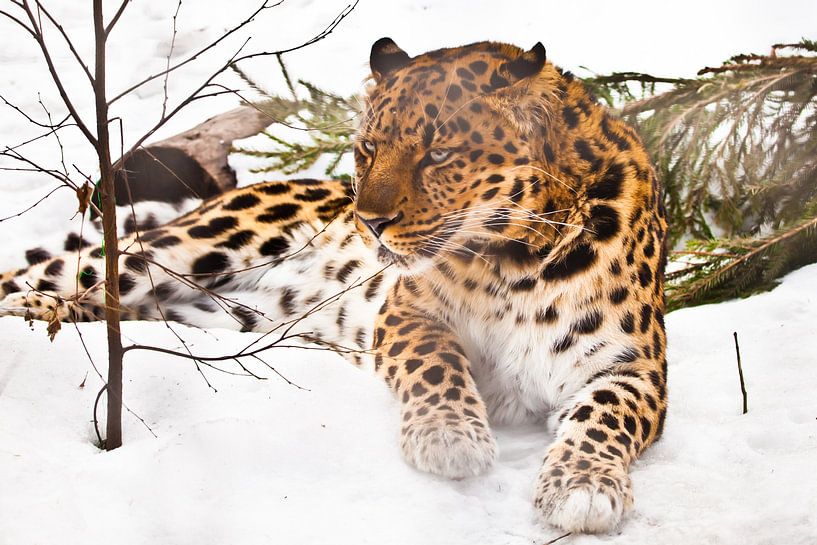 Serious direct gaze of a leopard from darkness, full face portrait close up symmetrically, blue eyes by Michael Semenov