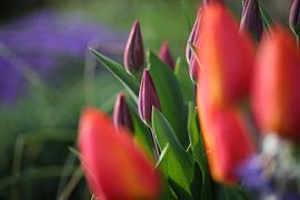 Tulpen im Frühling sur Erich Werner
