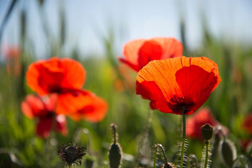 Coquelicots dans le domaine par Pieter Tel