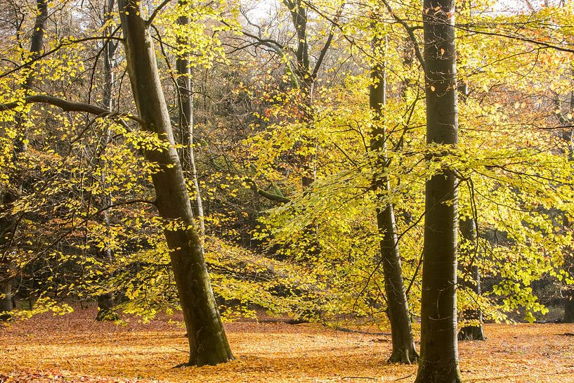 Dutch Autumn! Colourful splendour on the Utrecht Hill Ridge by Peter Haastrecht, van