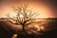 Lonely Tree at sunset