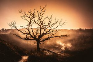 Einsamer Baum bei Sonnenuntergang von Joost Lagerweij