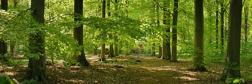 Hêtre au printemps sur Dirk Maes