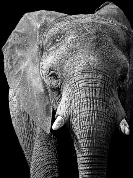 Elefant schwarz/weiß von Liv Jongman