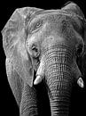 Elefant schwarz/weiß von Liv Jongman Miniaturansicht