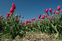 Tulpen uit Amsterdam, maar deze groeien op Texel!