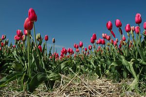 Tulpen aus Amsterdam, aber diese wachsen auf Texel! von Margo Schoote