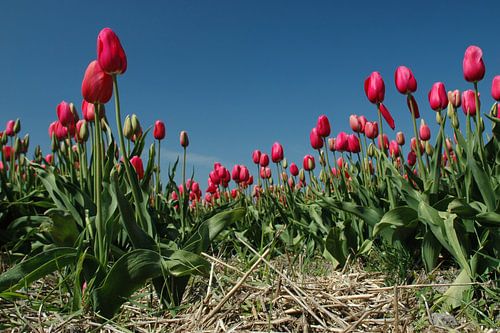 Tulips from Amsterdam, but these grow on Texel! by Margo Schoote