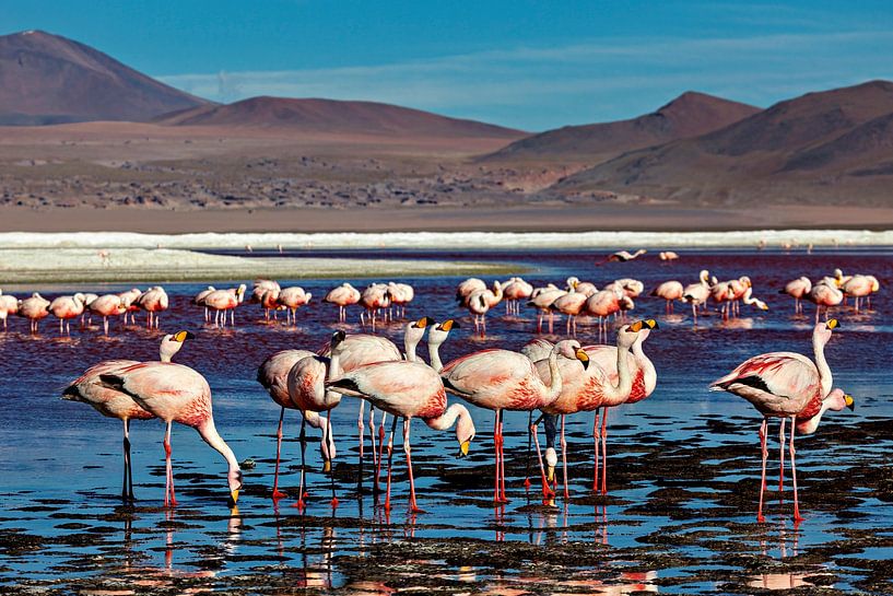 The flamingos of Laguna Colorada by Roland Brack