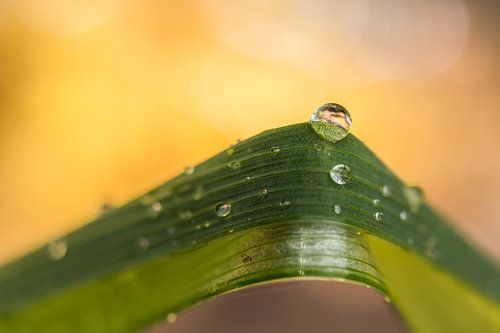 Just one drop