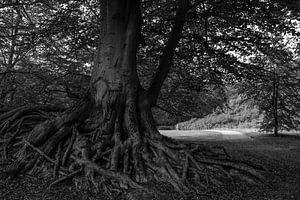 De boom