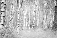 Berkbos