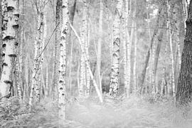 Berkbos sur Carla Godrie