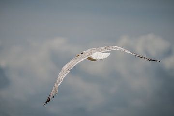A seagull in gliding flight