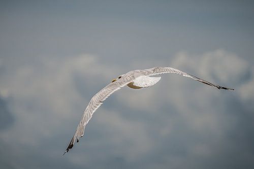 Een meeuw in glijvlucht