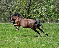 Attila der Wilde