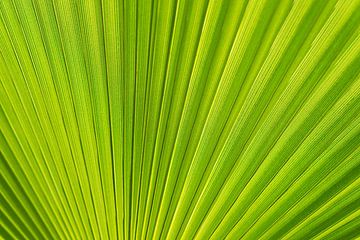 Feuille de palmier verte au soleil