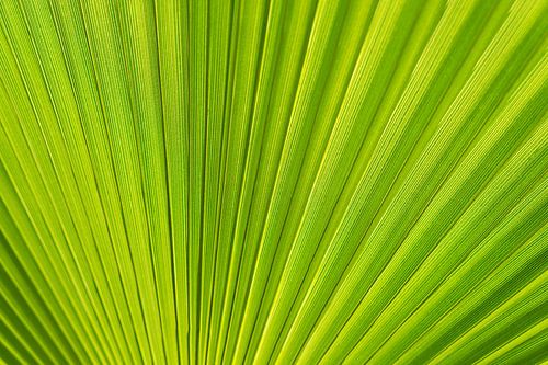 Green palm leaf and mediterranean sunlight