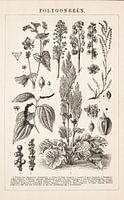 Botanischer Vintage-Druck mit Polygonen