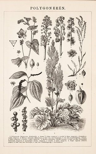 Vintage botanische prent met polygoneeën