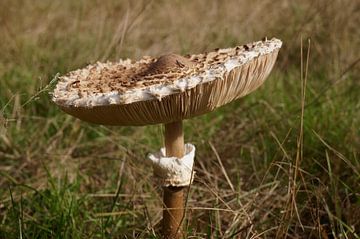 beautiful umbrella mushroom