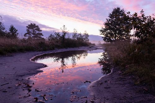 Reflection of a Purple Morning