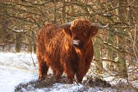 Schotse hooglander in de sneeuw