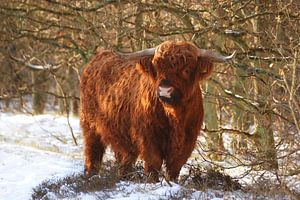 Highlander écossais dans la neige.