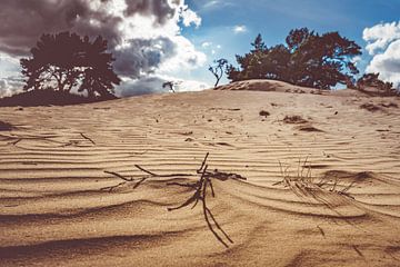 Kootwijkerzand sur rosstek ®